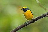 Yellow-crowned Euphonia