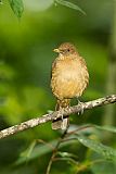 Clay-colored Thrush