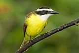 Great Kiskadee