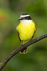 Great Kiskadee