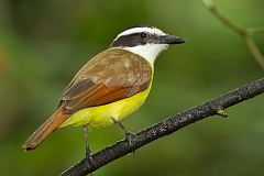 Great Kiskadee