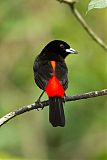 Scarlet-rumped Tanagerborder=