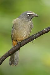 Cinnamon-bellied Saltator