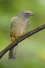 Grayish Saltator