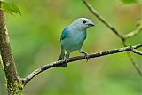 Blue-gray Tanager