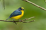 Yellow-throated Euphoniaborder=