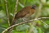 Gray-headed Chachalaca