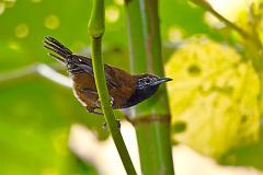 Black-throated Wren