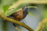 Black-throated Wrenborder=