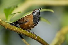 Black-throated Wren