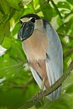 Boat-billed Heron