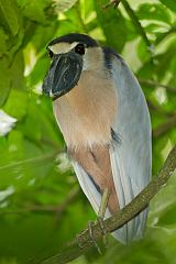 Boat-billed Heron