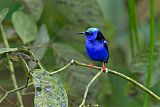 Red-legged Honeycreeper