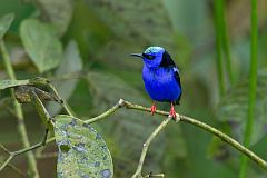 Red-legged Honeycreeper