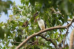 Semiplumbeous Hawk