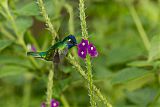 Violet-headed Hummingbirdborder=