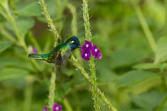 Violet-headed Hummingbird