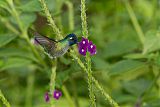 Violet-headed Hummingbirdborder=