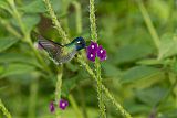 Violet-headed Hummingbird