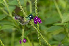 Violet-headed Hummingbird