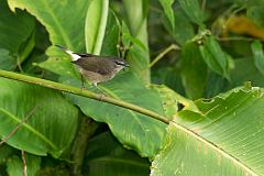 Buff-rumped Warbler