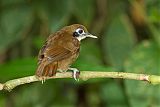 Bicolored Antbird