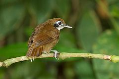 Bicolored Antbird