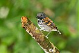 Spotted Antbird