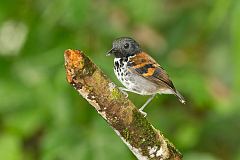 Spotted Antbird