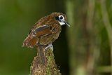 Bicolored Antbird