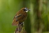 Bicolored Antbird