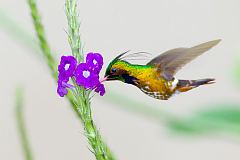 Black-crested Coquette