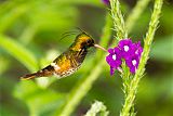 Black-crested Coquetteborder=