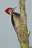 Lineated Woodpecker