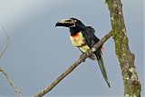 Collared Aracari