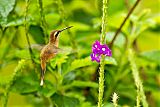 Stripe-throated Hermit