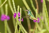 Blue-throated Goldentail