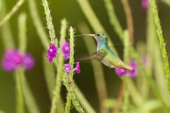 Blue-throated Goldentail