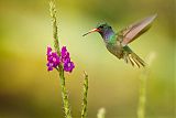 Blue-throated Goldentail