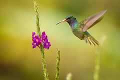 Blue-throated Goldentail