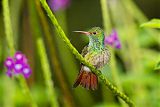 Rufous-tailed Hummingbirdborder=