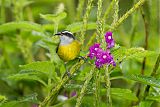 Bananaquit