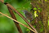 Stripe-breasted Wren