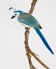 White-throated Magpie-Jay