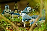 White-throated Magpie-Jayborder=