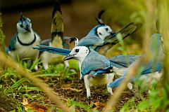 White-throated Magpie-Jay