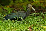 Green Ibis