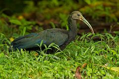 Green Ibis