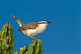 Rufous-naped Wren