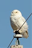 Snowy Owl